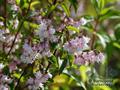 Fuzzy Deutzia